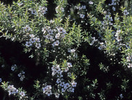 Leptospermum scoparium