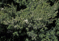 Kunzea ericoides