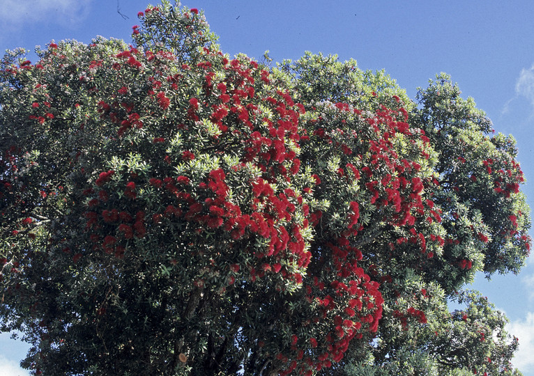 Metrosideros excelsa