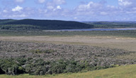 Leptospermum scoparium