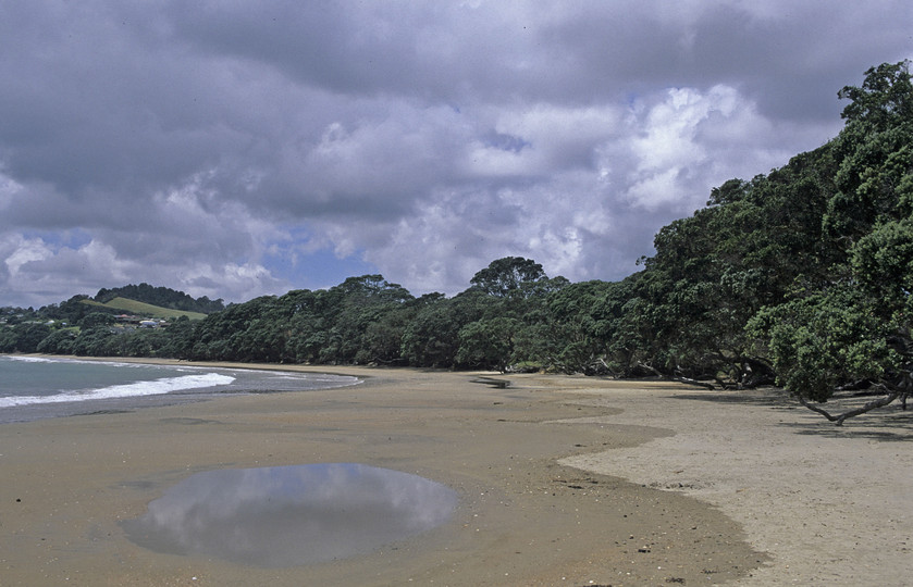 Metrosideros excelsa