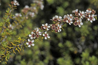 Kunzea ericoides ssp. microflorus