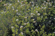 Kunzea ericoides ssp. microflorus