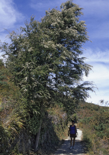 Kunzea ericoides