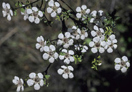 Leptospermum scoparium