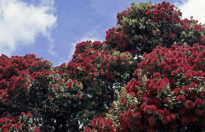 Metrosideros excelsa