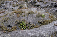 Dracophyllum recurvum