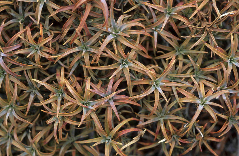 Dracophyllum recurvum