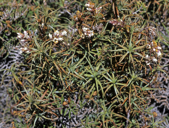 Dracophyllum recurvum