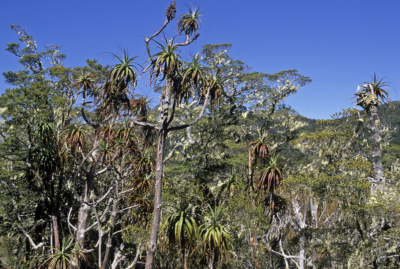 Dracophyllum traversii