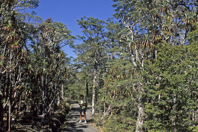 Dracophyllum traversii