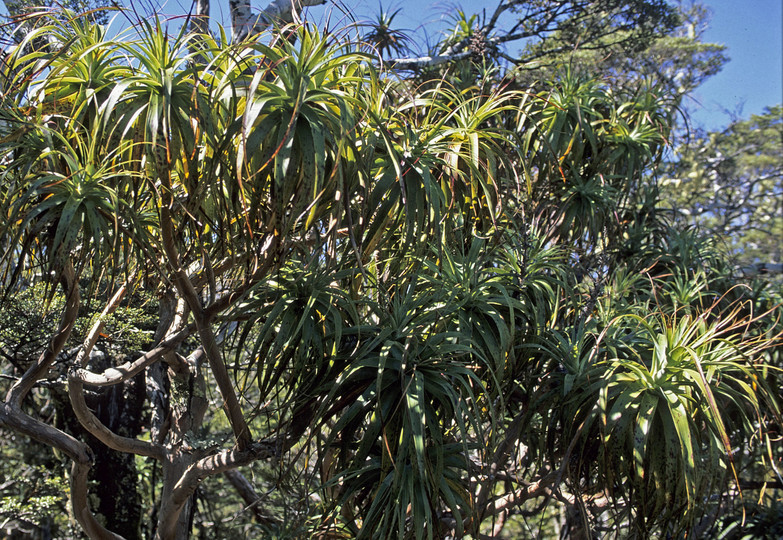 Dracophyllum traversii