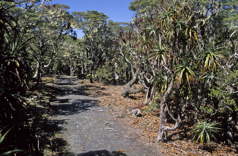 Dracophyllum traversii