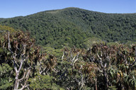 Dracophyllum traversii