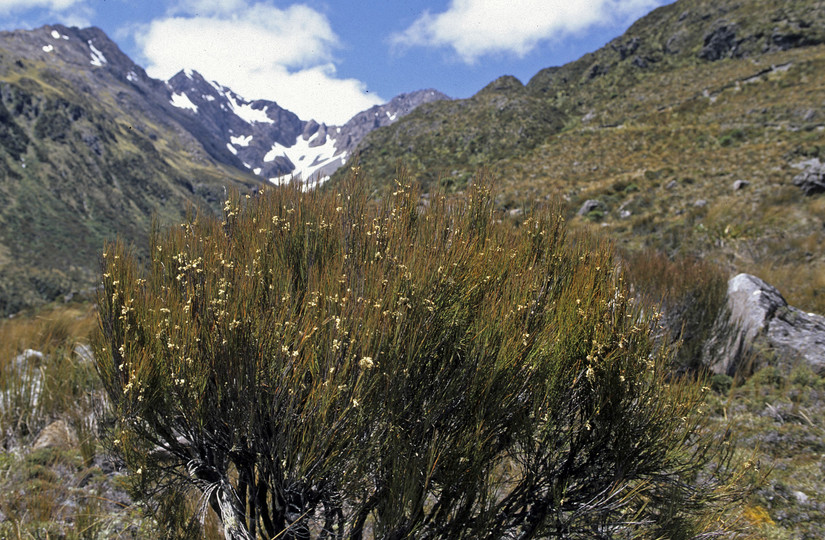 Dracophyllum longifolium?