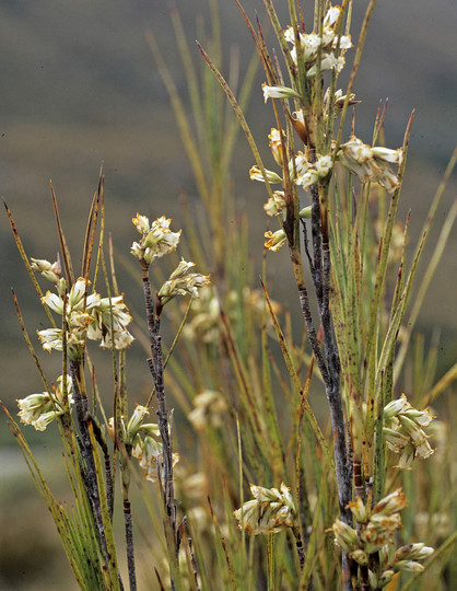 Dracophyllum longifolium?