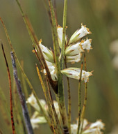 Dracophyllum longifolium?