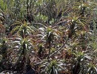 Dracophyllum menziesii