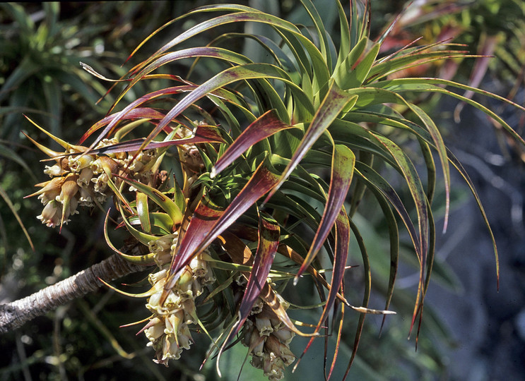 Dracophyllum menziesii