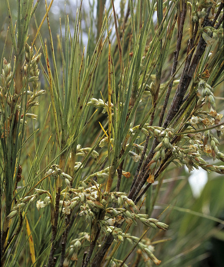 Dracophyllum oliveri?