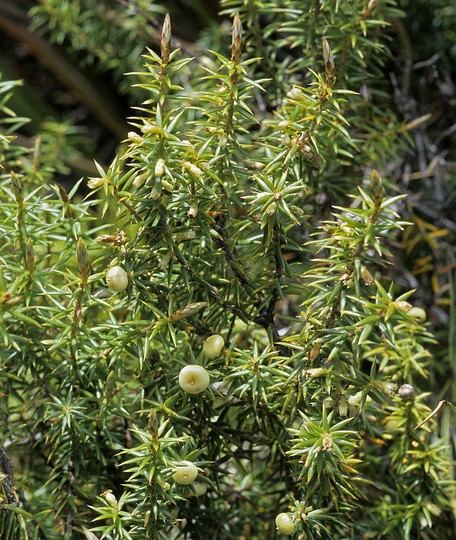 Cyathodes juniperina