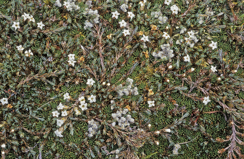 Dracophyllum prostratum