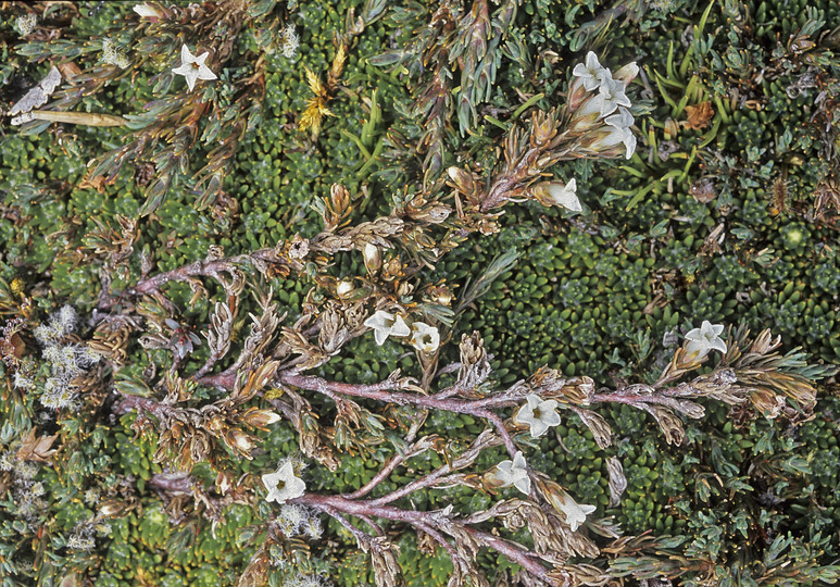 Dracophyllum prostratum