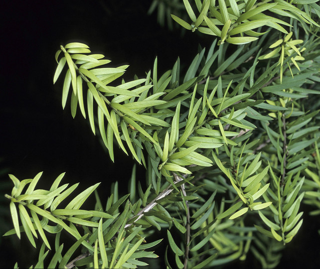 Podocarpus totara