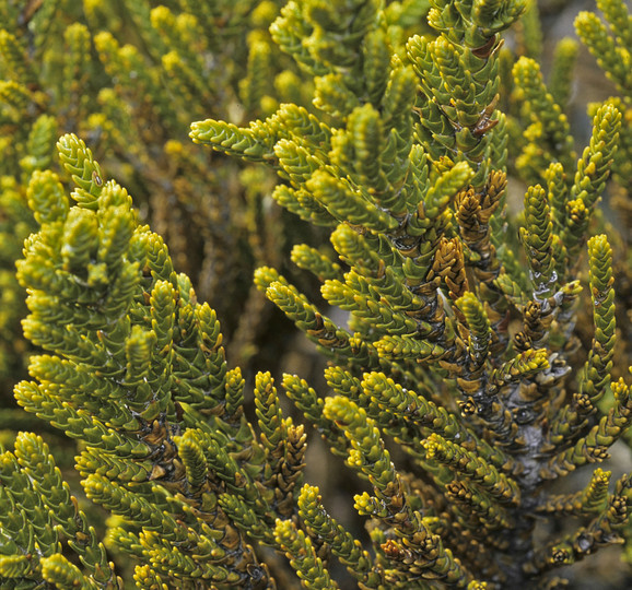 Holocarpus bidwillii