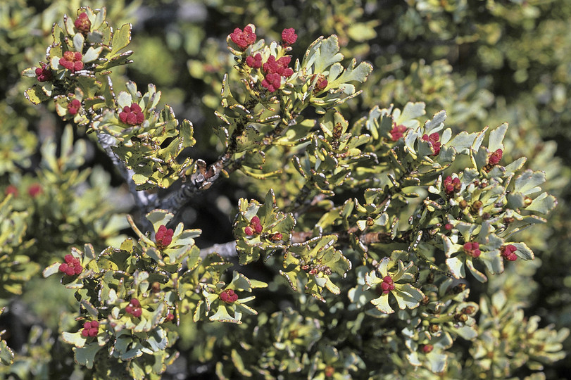 Phyllocladus aspleniifolius var. alpinus