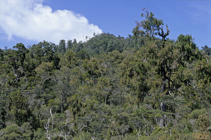 Dacrydium cupressinum