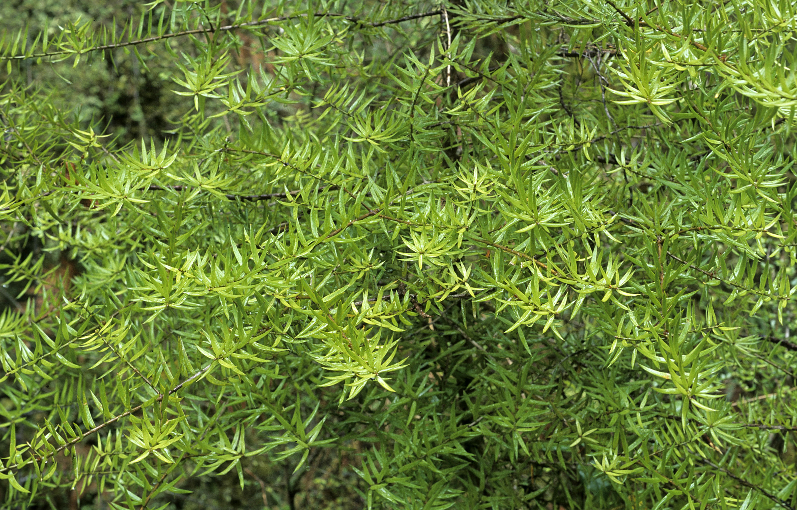 Podocarpus totara