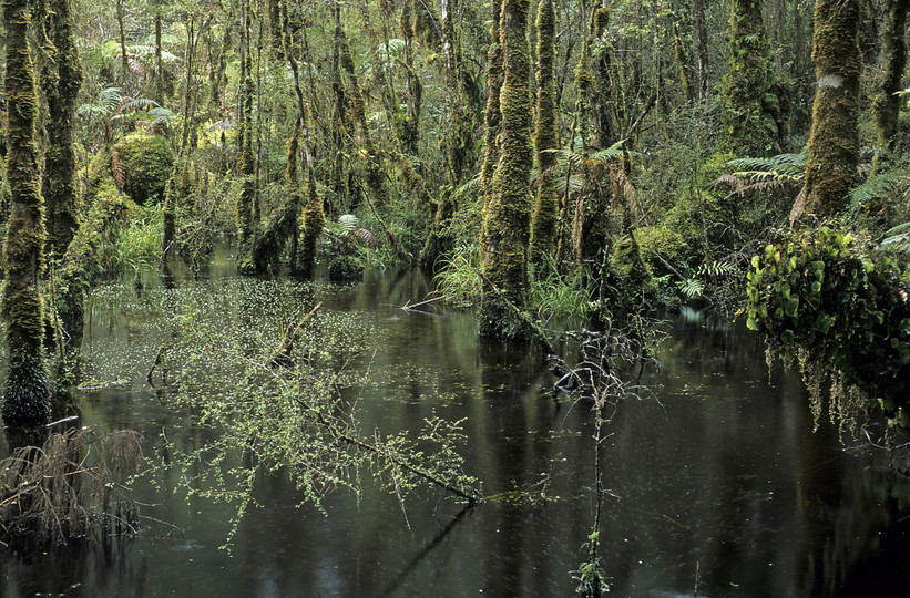 Podocarp Forest