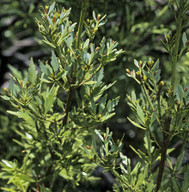 Phyllocladus aspleniifolius var. alpinus