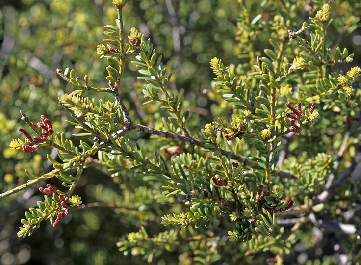 Podocarpus nivalis