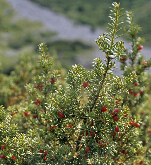 Podocarpus nivalis