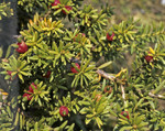 Podocarpus nivalis