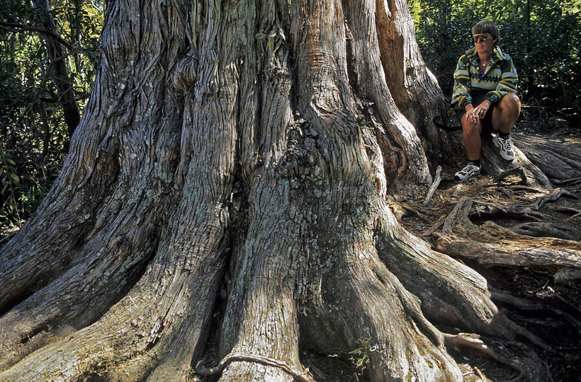 Podocarpus totara