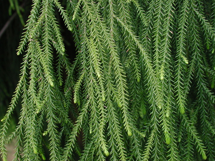 Dacrydium cupressinum