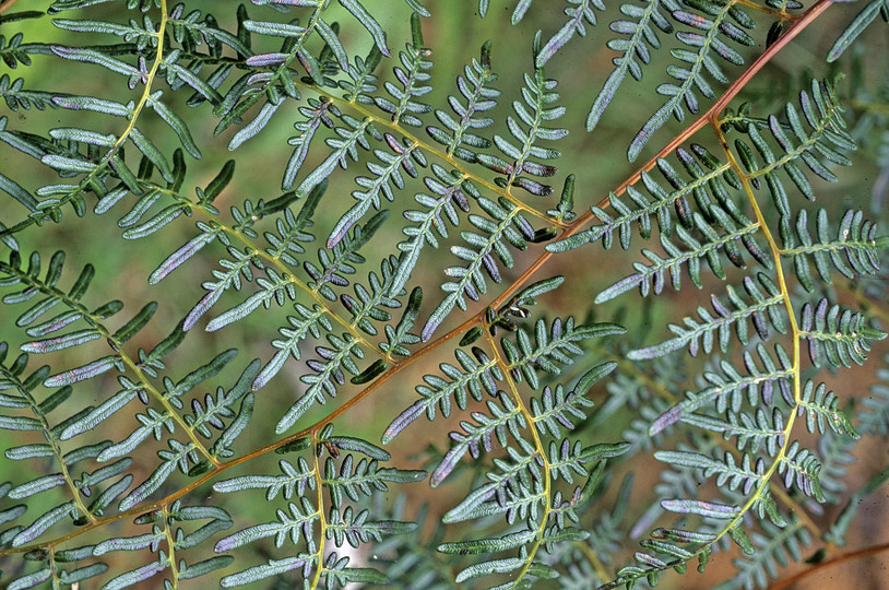 Pteridium esculentum