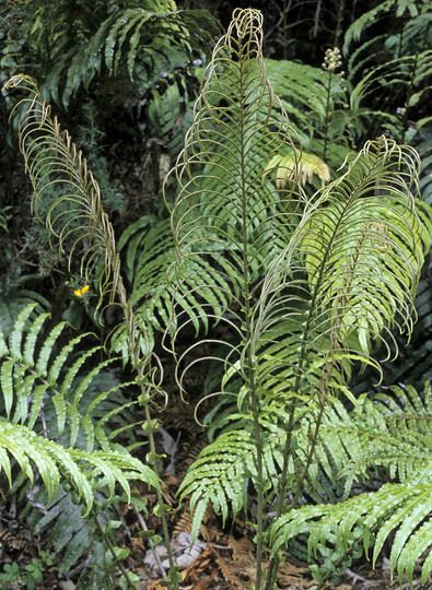 Blechnum novae-zealandiae