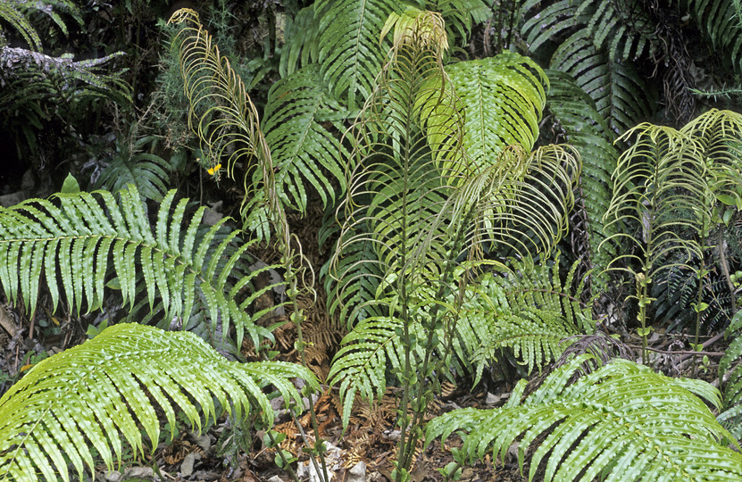 Blechnum novae-zealandiae