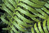 Blechnum novae-zealandiae