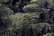 Pteridium esculentum