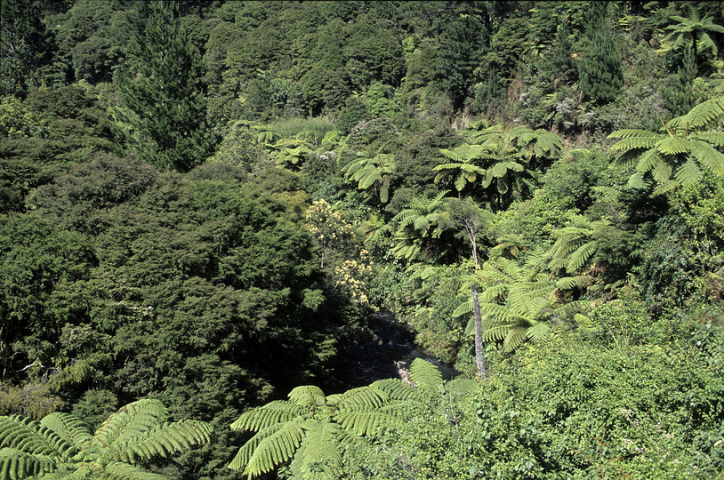 Cyathea medullaris