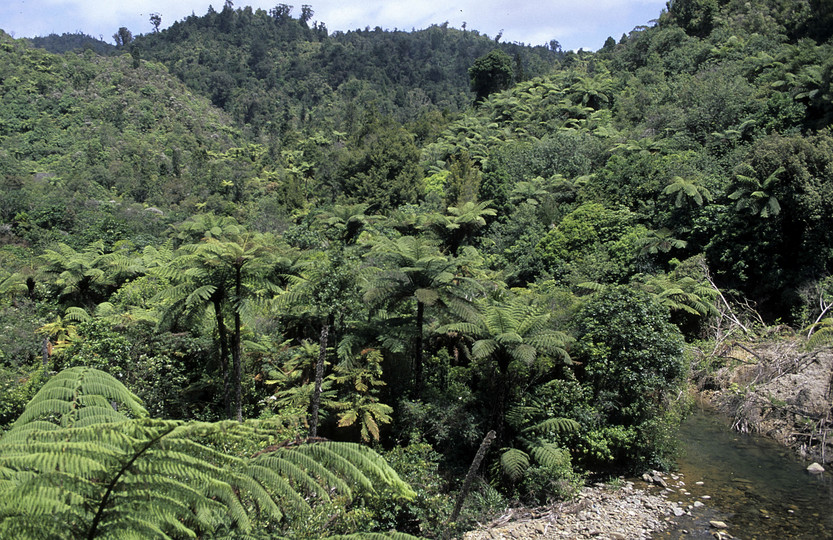 Cyathea medullaris