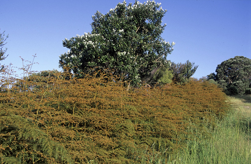 Pteridium esculentum