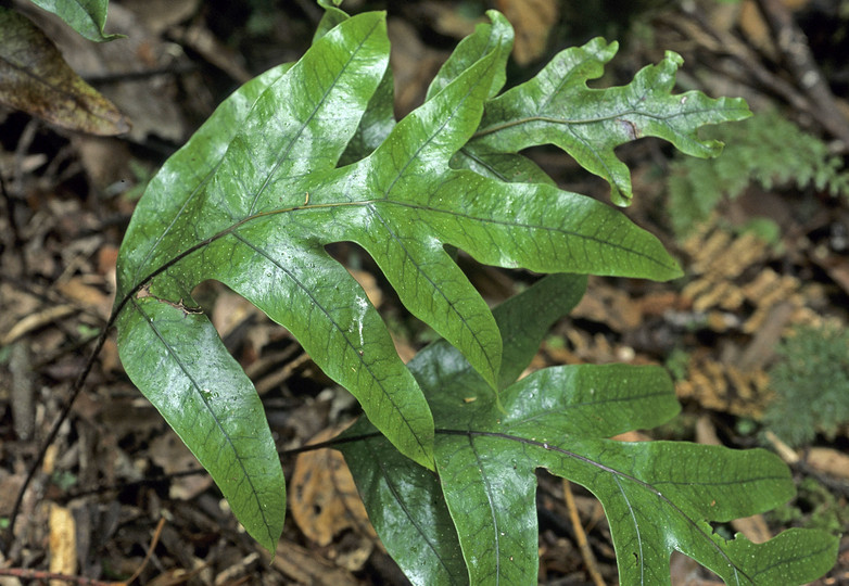 Phymatosorus diversifolius