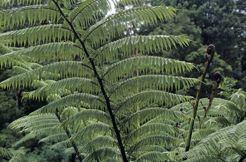 Cyathea medullaris