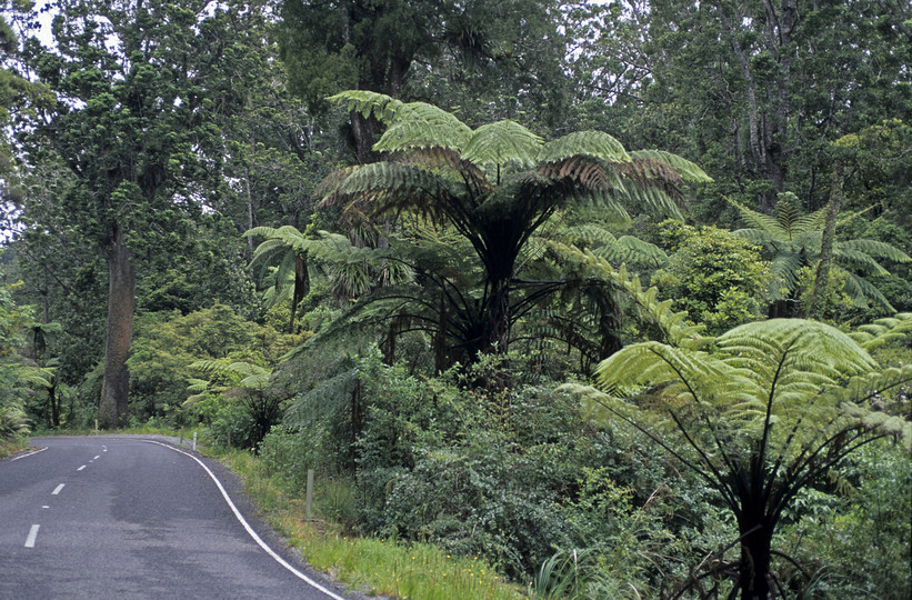 Cyathea medullaris